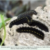 parnassius apollo larva3